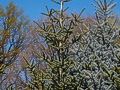 Abies pinsapo Glauca IMG_3846 Jodła hiszpańska